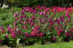 Парк Сент Джеймс — бордовые тюльпаны