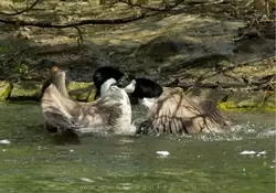 Риджентс парк — утки дерутся