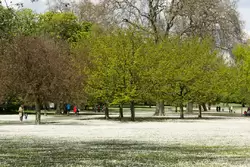 Риджентс парк — покрывало из белых цветов в мае