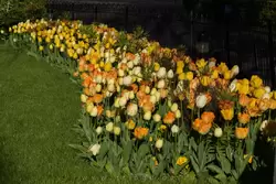 Желтые тюльпаны в Лондонском зоопарке