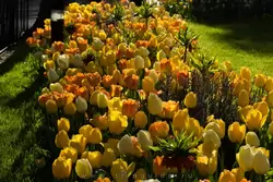 Желтые тюльпаны в Лондонском зоопарке