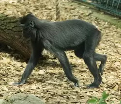 Хохлатые павианы или черные макаки (sulawesi crested macaque)