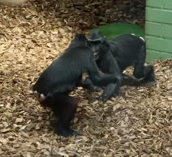 Черные макаки дерутся в зоопарке Лондона
