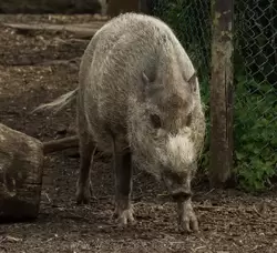 Бородатая свинья (Bearded pig) в зоопарке Лондона