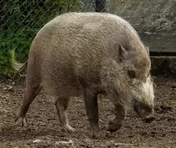 Бородатая свинья (Bearded pig) — зоопарк Лондона