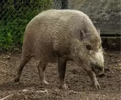Бородатая свинья (Bearded pig) в зоопарке Лондона