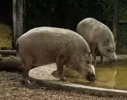Бородатая свинья (Bearded pig) — зоопарк Лондона
