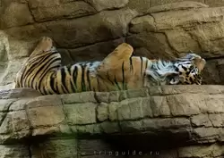 Суматранский тигр в зоопарке Лондона
