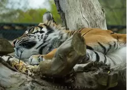 Суматранский тигр — зоопарк Лондона