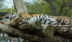 Суматранский тигр в зоопарке Лондона