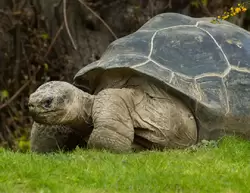 Галапагосская черепаха — зоопарк Лондона