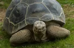Галапагосская черепаха в зоопарке Лондона