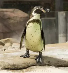 Пингвин Гумбольдта — зоопарк Лондона