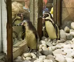 Пингвины Гумбольдта очень любят общаться с посетителями и что-нибудь выпрашивать