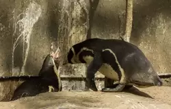 Пингвины Гумбольдта в зоопарке Лондона