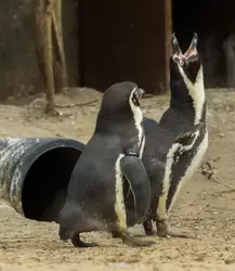 Пингвины Гумбольдта — кто громче?