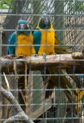 Синегорлый ара в зоопарке Лондона