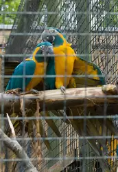 Синегорлый ара — зоопарк Лондона