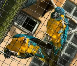 Синегорлый ара в зоопарке Лондона