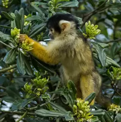 Саймири (Black-capped squirrel monkey)