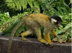 Саймири (Black-capped squirrel monkey)