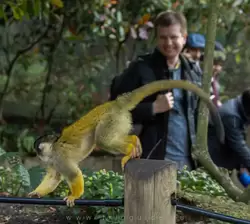 Саймири (Black-capped squirrel monkey) в зоопарке Лондона