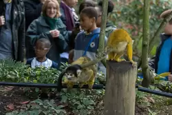 Саймири (Black-capped squirrel monkey) — зоопарк Лондона