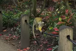 Саймири (Black-capped squirrel monkey) — зоопарк Лондона