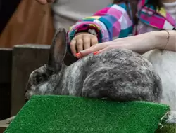 Кролик, которого можно погладить (контактный зоопарк)