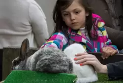 Кролик, которого можно погладить (контактный зоопарк)