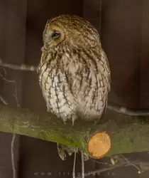 Серая неясыть (Tawny owl) в зоопарке Лондона