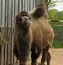 Двугорбый верблюд (Bactrian camel) — зоопарк Лондона