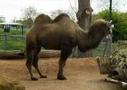 Двугорбый верблюд (Bactrian camel) в зоопарке Лондона
