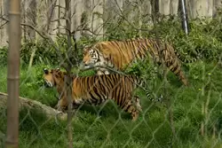 Суматранский тигр (Sumatran tiger) в зоопарке Лондона