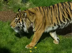 Суматранский тигр (Sumatran tiger) — зоопарк Лондона