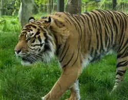 Суматранский тигр (Sumatran tiger) в зоопарке Лондона
