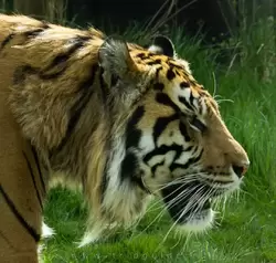 Суматранский тигр (Sumatran tiger) — зоопарк Лондона