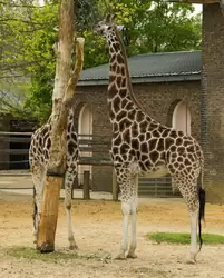 Жирафы — зоопарк Лондона