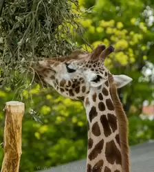Жирафы в зоопарке Лондона