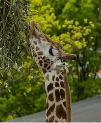 Жираф — зоопарк Лондона