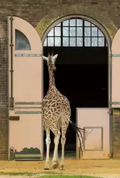 Жираф — зоопарк Лондона