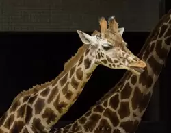 Жираф в зоопарке Лондона