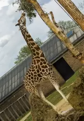 Жираф в зоопарке Лондона