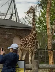 Жирафы — зоопарк Лондона