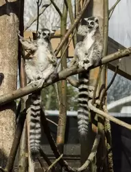 Кольцехвостый или кошачий лемур — зоопарк Лондона