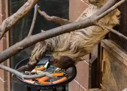 Двупалый ленивец в зоопарке Лондона