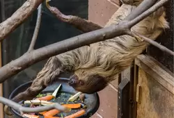 Двупалый ленивец — зоопарк Лондона