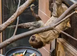 Ленивец — ну очень медленный — зоопарк Лондона