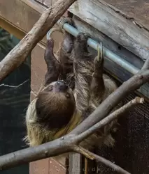 Ленивец — ну очень медленный