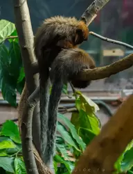 Обезьяны прыгуны (Titi monkeys) в зоопарке Лондона